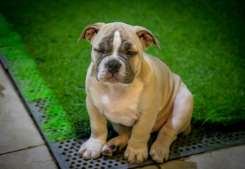 American Bully Family