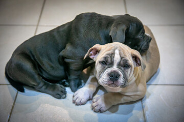 American Bully Family