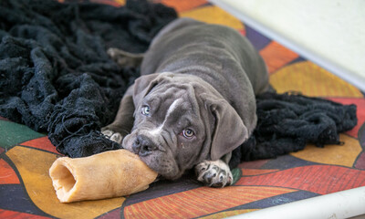 American Bully Family