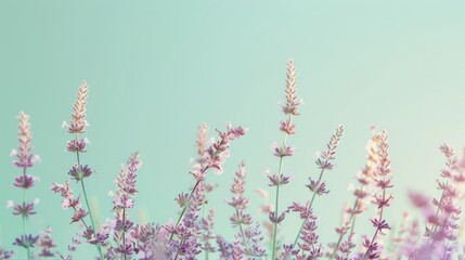 Delicate Lavender Flowers in Soft Focus Against a Tranquil Green Background, Capturing the Beauty and Serenity of Nature's Blooms in Dreamy Pastel Tones