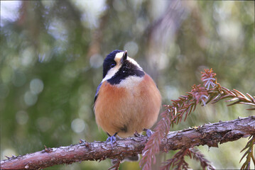 A very smart and kawaii Varied Tit,named Yamagara in Japan