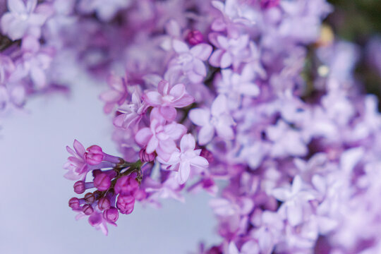 Lilac florets on a table setting on an elegant farmhouse table