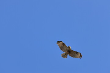 Eastern Buzzard that is good at nap-of-the-earth,named Nosuri in Japan