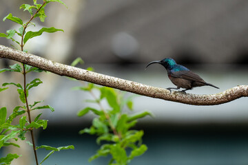 Closeup of a Male Purple Sunbird.
