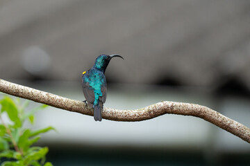 Closeup of a Male Purple Sunbird.
