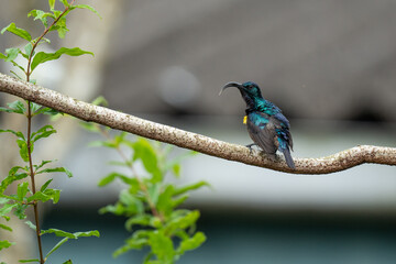 Closeup of a Male Purple Sunbird.
