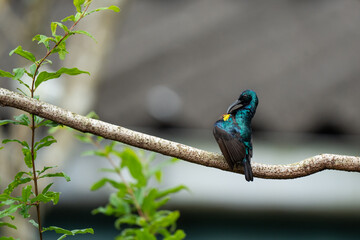 Closeup of a Male Purple Sunbird.
