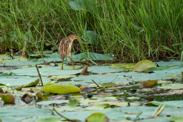 Yellow Bittern fishing in the wild