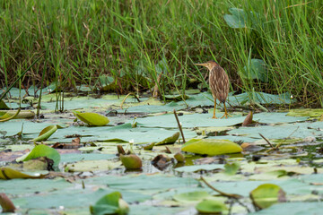 Yellow Bittern fishing in the wild