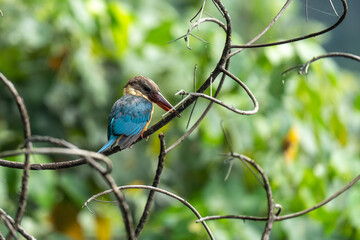 stork-billed kingfisher is on the branch
