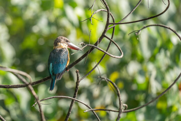 stork-billed kingfisher is on the branch
