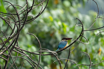 stork-billed kingfisher is on the branch