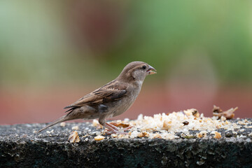 House Sparrow (Passer domesticus). The house sparrow is strongly associated with human habitation and can live in urban or rural settings.