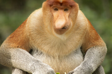 Naklejka premium Proboscis Monkey, Nasalis Larvatus or long-nosed monkey, known as the bekantan 
