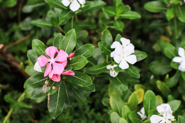 Catharanthus roseus with green leaves in backyard garden. This plant used as an ornamental and medicinal Plant.