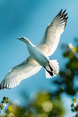 Obraz premium Migratory Bird Mid-Flight Against a Radiant Sky: a Moment of Startling Natural Beauty