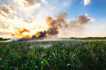 maize field ablaze, smoke billowing dramatically