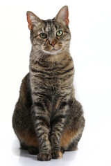 Fototapeta premium portrait of a beautiful cat on a white background