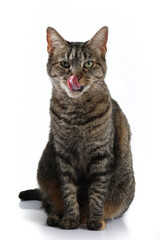 portrait of a beautiful cat on a white background