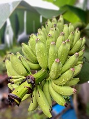 Yogyakarta Indonesia, February 2025 Banana fruits on the tree. Young banana fruit has green skin....