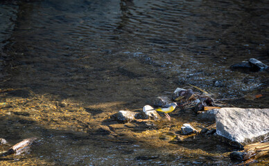 水辺の黄セキレイ