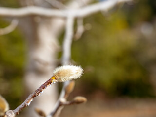 コブシの蕾が膨らんだ