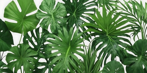 Obraz premium Lush green tropical plants, White background