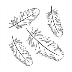 Obraz premium feather and plume silhouette vector illustration.