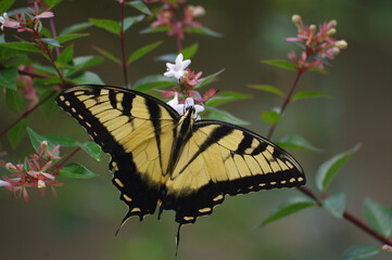 monarch butterfly on flower