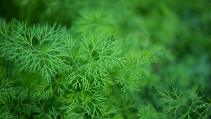 Green fresh dill background. Shallow depth of field. Selective focus.