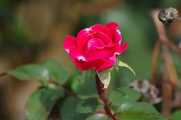 rose bud with water droplets