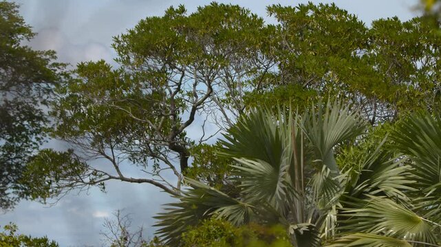 Corypha utan, also known as the cabbage palm, buri palm, or gebang palm, is a palm species native to Asia and Oceania. This footage showcases its impressive size.