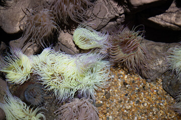 Sea anemones in an aquarium, Oporto, Portugal