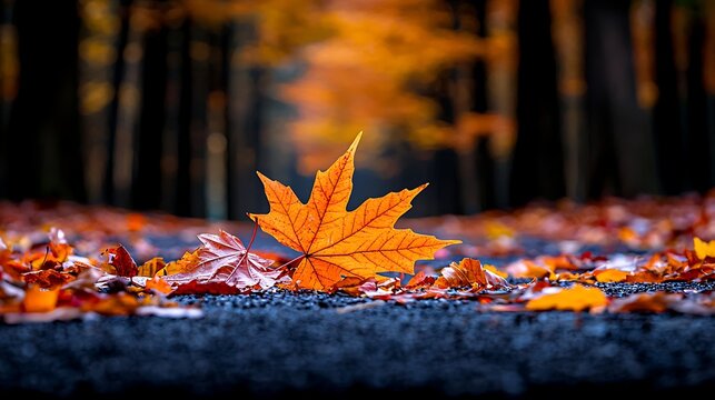 Single Maple Leaf on Asphalt Road in Autumn Forest