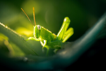 The Giant Grasshopper Nymph resting quietly in the afternoon sun.