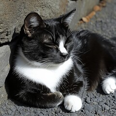 Relaxed Black and White Cat Sunbathing on Warm Stone Surface with Bright Sunlight | Discover Tranquil Pet Moments and Cozy Feline Relaxation in Peaceful Outdoor Setting
