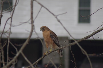 red breasted hawk on a limb