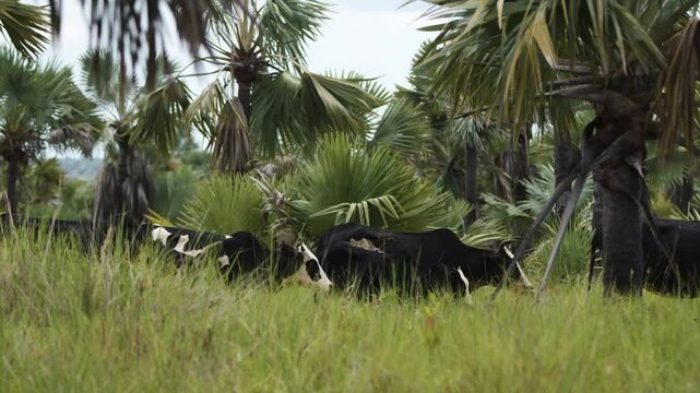 Close-up footage of Zebu cattle showcasing their distinctive features like red or grey color, large ears, loose skin, and a hump above the shoulders.