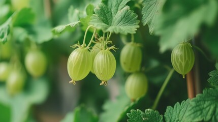 Ripe green grapes hang from a vine with small white tendrils.