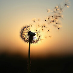 a dandelion in focus with seeds blowing away 