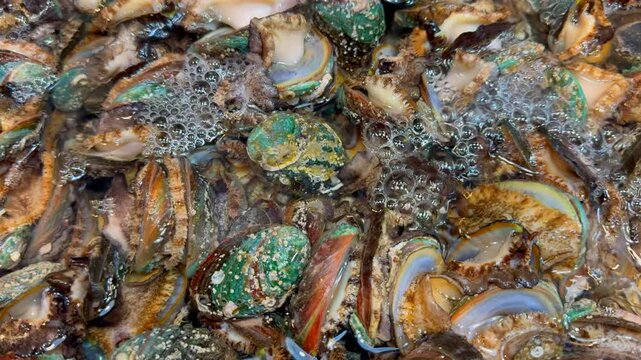 many living abalone raw seafood aquatic product
