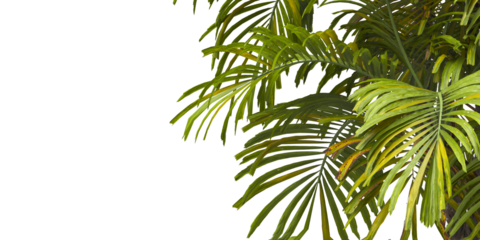 Tropical palm leaves isolated on transparent background. Palm Tree Branch PNG background. Areca palms leaves. palm leaf PNG, green leaf, tropical leaves. clipping path. cutout isolate palm foliage PNG