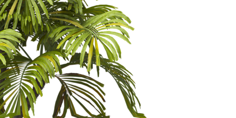 Tropical palm leaves isolated on transparent background. Palm Tree Branch PNG background. Areca palms leaves. palm leaf PNG, green leaf, tropical leaves. clipping path. cutout isolate palm foliage PNG