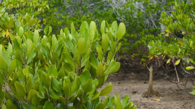 Ceriops is a genus of Mangroves in family Rhizophoraceae.