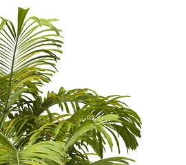 Tropical palm leaves isolated on transparent background. Palm Tree Branch PNG background. Areca palms leaves. palm leaf PNG, green leaf, tropical leaves. clipping path. cutout isolate palm foliage PNG