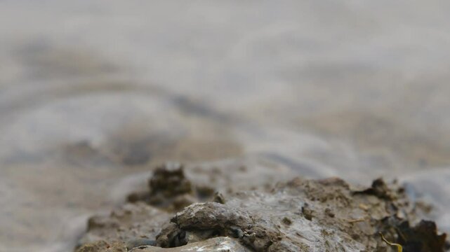 Mudskippers are members of the subfamily Oxudercinae, within the family Gobiidae. They are completely amphibious fish, uniquely adapted to intertidal habitats. 