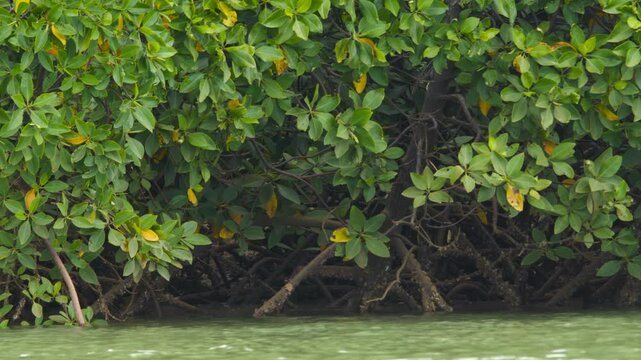 Rhizophora mangle (red mangrove) (San Salvador Island, Bahamas). 