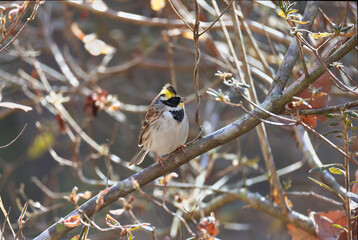 Beautiful Yellow-throated Bunting named Miyamahojiro in Japan that can be seen in winter