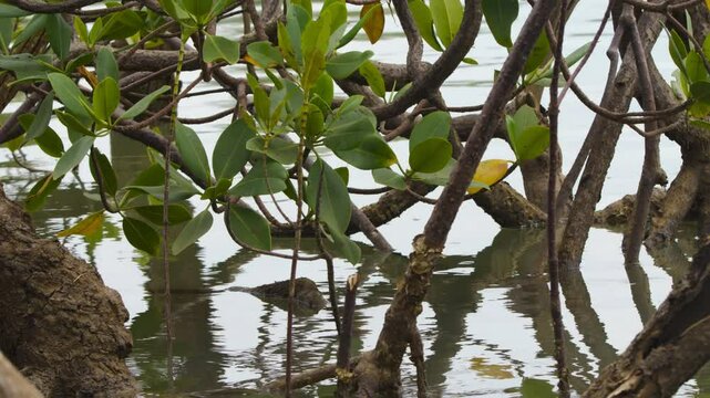 Rhizophora stylosa, the spotted mangrove, red mangrove, small stilted mangrove or stilt-root mangrove, is a small to medium-sized evergreen tree. 
