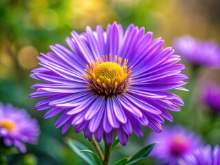 Obraz premium Minimalist Purple Flower Photography: Aromatic Aster, Symphyotrichum oblongifolium, Violet Flowers, Garden Bloom, Purple Bloom, Simple Floral Image